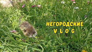 Присмотрелись, а это вовсе и не Фунтик! 17.04.26