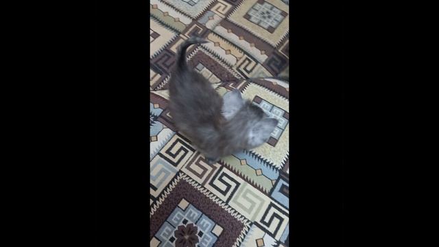 Нубис Фэнси 02.03.2026