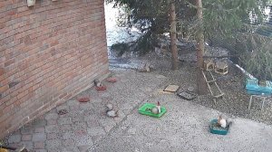 наши любимые животные