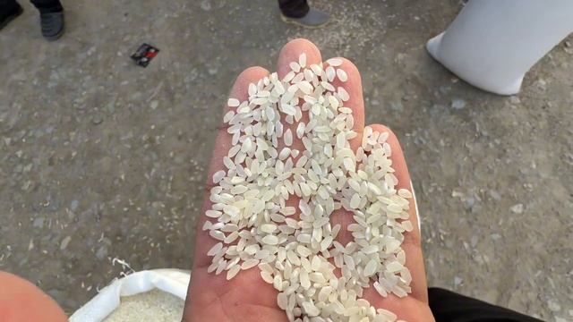 хоразим хазарасп оптим гурунч нархлари