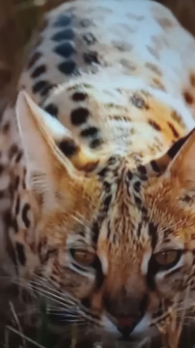 Сервал охотится на птенца😳🤔