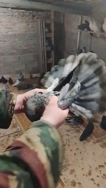 николаевские голуби