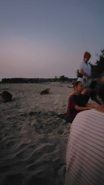 Собаки на берегу индийского океана слушают мантры