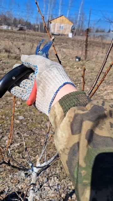 Обрезка сливы