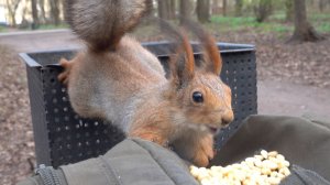 Голодные незнакомые белки. Зарисовка