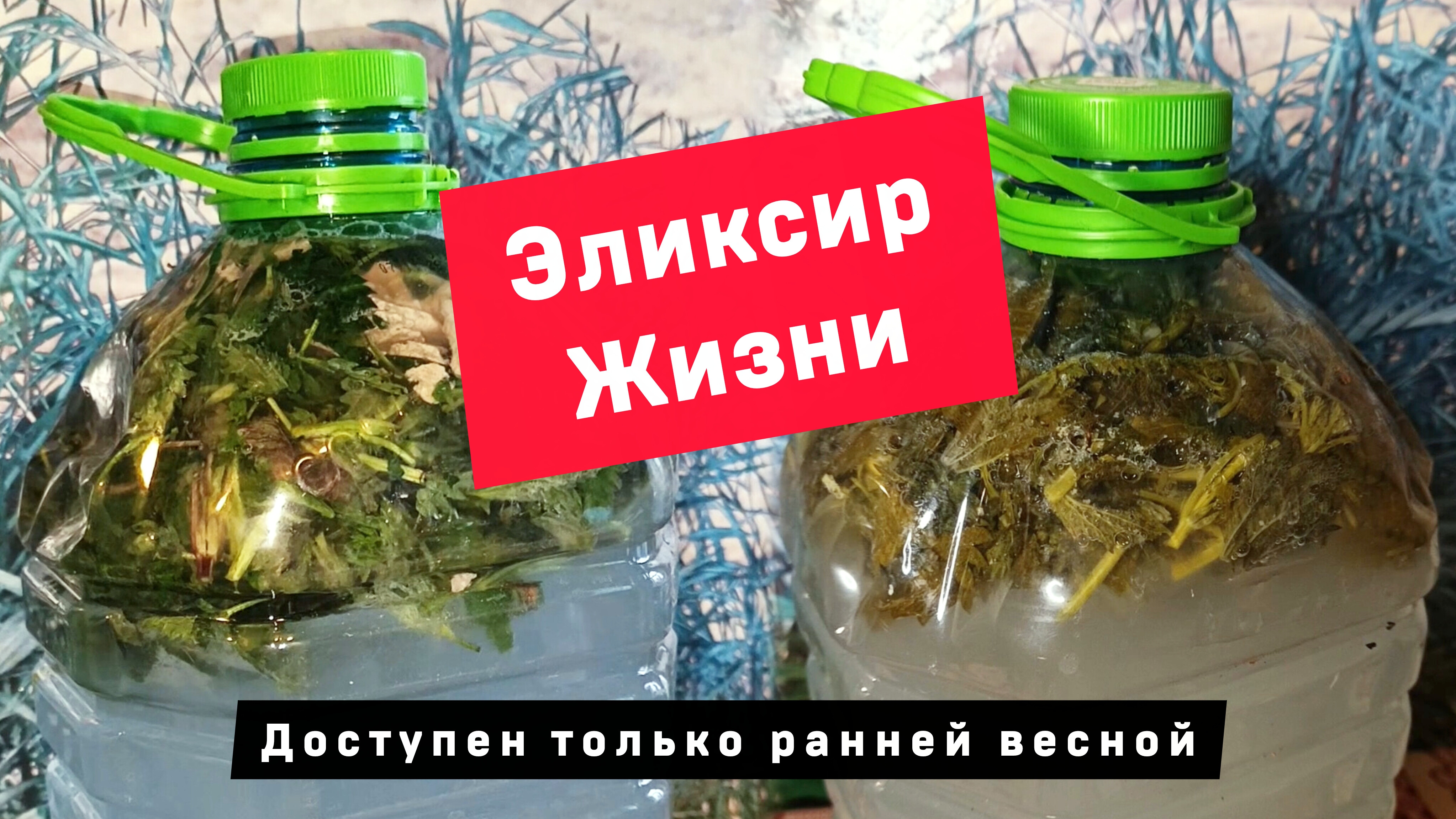 Эликсир Жизни. Доступен только ранней весной!