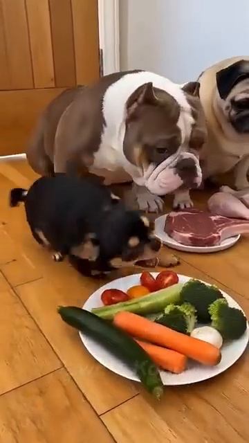 Чихуахуа недовольна