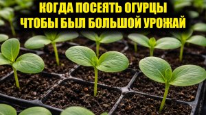 Когда сеять огурцы на рассаду! Точные сроки посева семян огурцов в апреле мае
