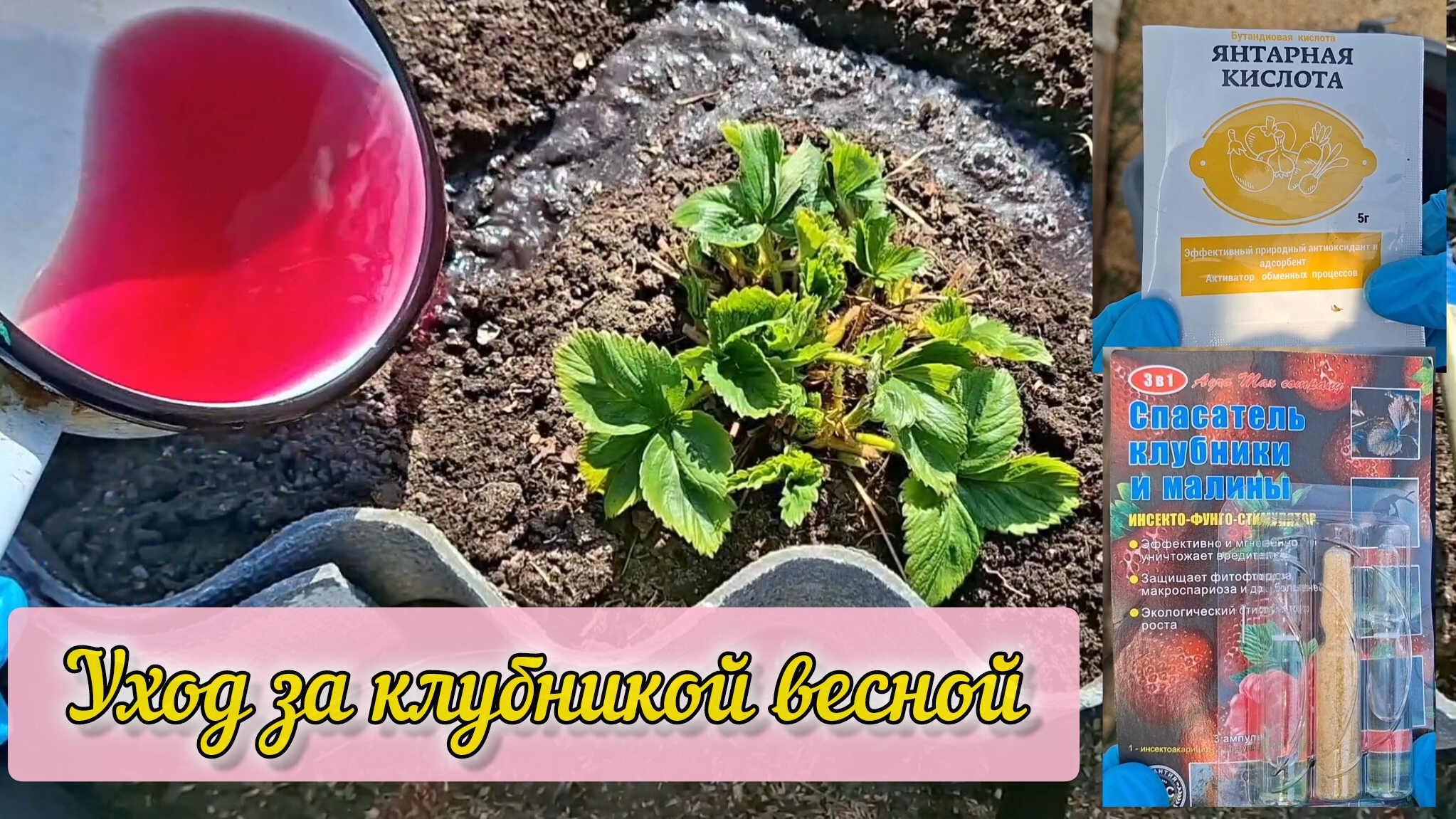 Подкормила и обработала клубнику 🍓🍓🍓