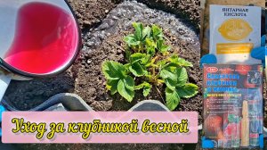 Подкормила и обработала клубнику 🍓🍓🍓