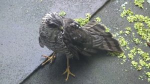 (10)Совенок в Лыково