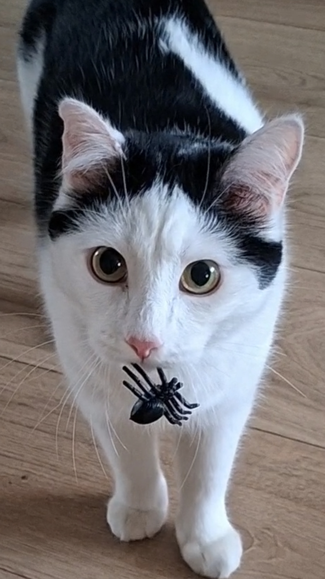 Роки носит игрушки