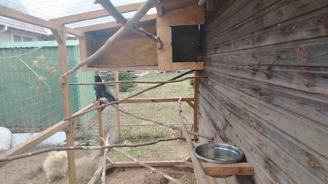 Ворон Гриша 18 апреля, с праздником