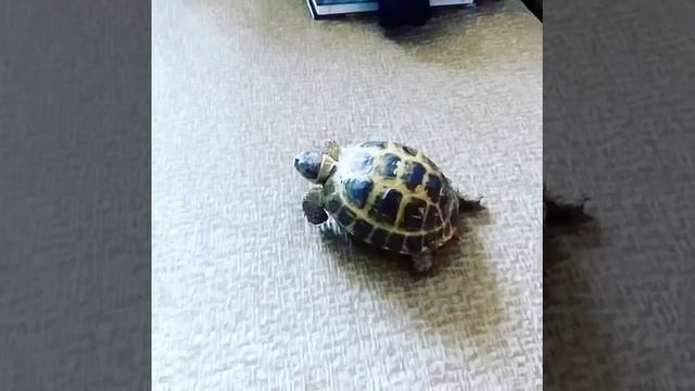 Моя черепаха