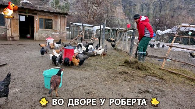 Содержание кур в домашних условиях и других птиц во дворе у Роберта 🐣🐤🦆🐔🪿🦃 (471)