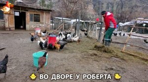 Содержание кур в домашних условиях и других птиц во дворе у Роберта 🐣🐤🦆🐔🪿🦃 (471)