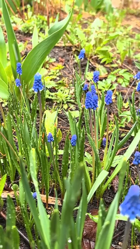 Очаровательные мускари, весна #мускари #весна #апрель #Россия #снег #цветы #первыецветы #тверь