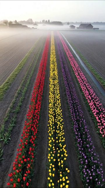 Цветочные поля в тумане: красота тюльпанов #тюльпаны #природа #фотография