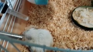 Метрусе стало хуже.