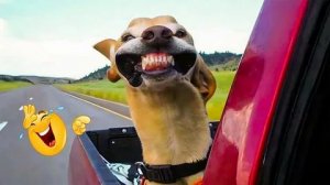 СМЕШНЫЕ КОТЫ | ЛУЧШИЕ ПРИКОЛЫ С КОТАМИ, КОШКИ, ЖИВОТНЫЕ, СМЕШНОЕ ВИДЕО