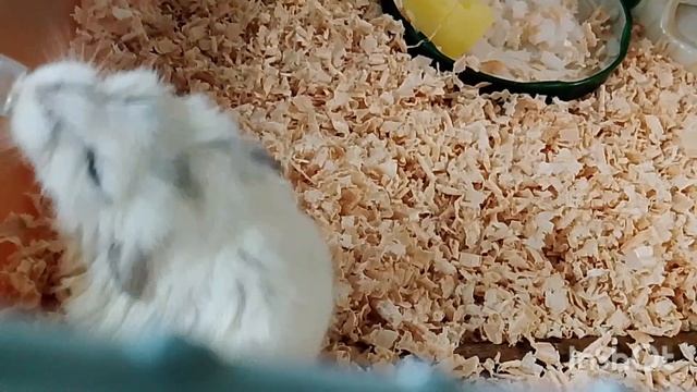 Метруся.18.04. 2026