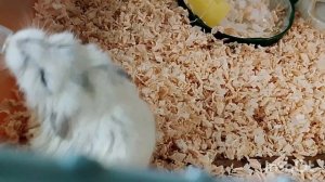 Метруся.18.04. 2026