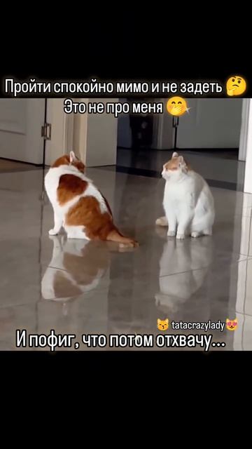 эти забавные животные