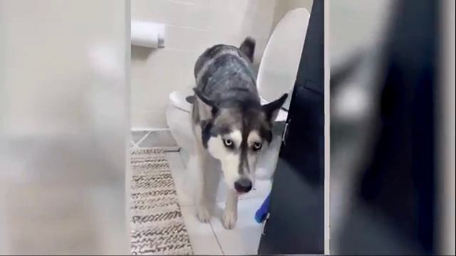 Funny Animal Moments