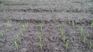 Озимый чеснок весной