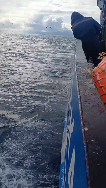 Охотском и Японском морях отмечено
увеличение популяции сивучей
#Сивучи
#Ракета