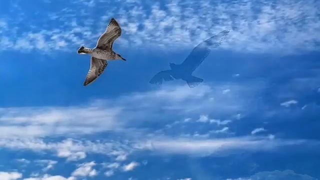 DJ Segen (Илья Киселев) Свободный полет