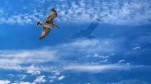 DJ Segen (Илья Киселев) Свободный полет