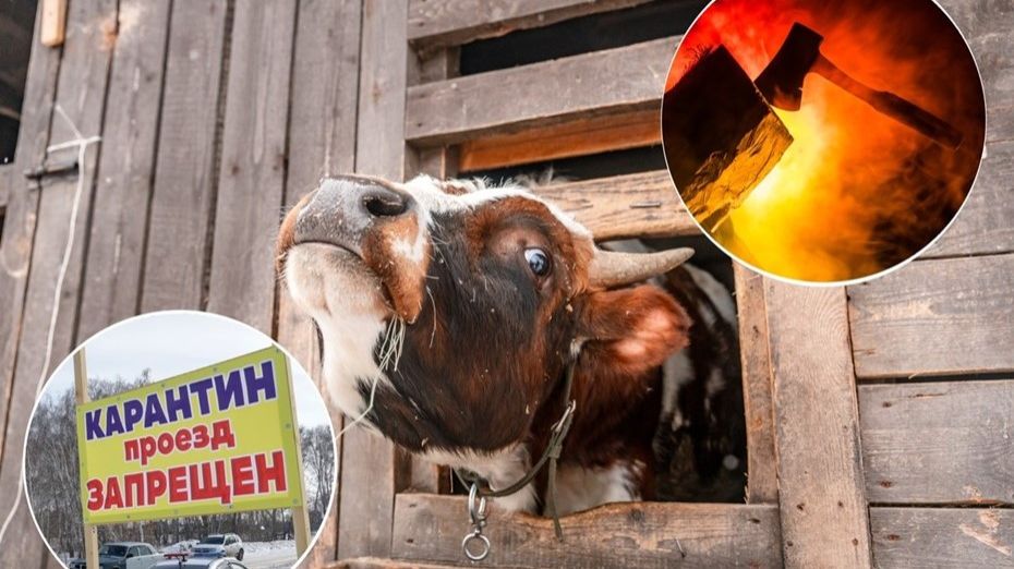 Сибирская бойня: почему у людей среди ночи забрали коров и что это значит для каждого из нас