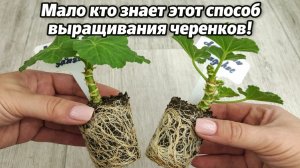 Сделай ТАК с ЧЕРЕНКАМИ ГЕРАНИ в АПРЕЛЕ, чтобы все лето цвели как не в себя!