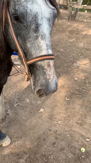 Mr.SOLOVEI | Морковка на двоих