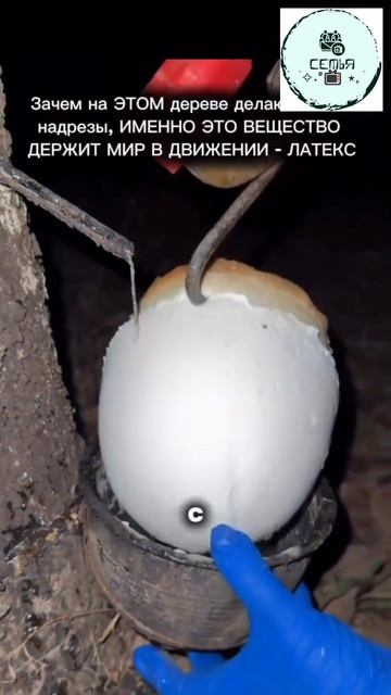 ТАК ДОБЫВАЮТ ЛАТЕКС