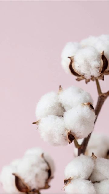 Очарование хлопка: нежность природы #хлопок #растения #природа