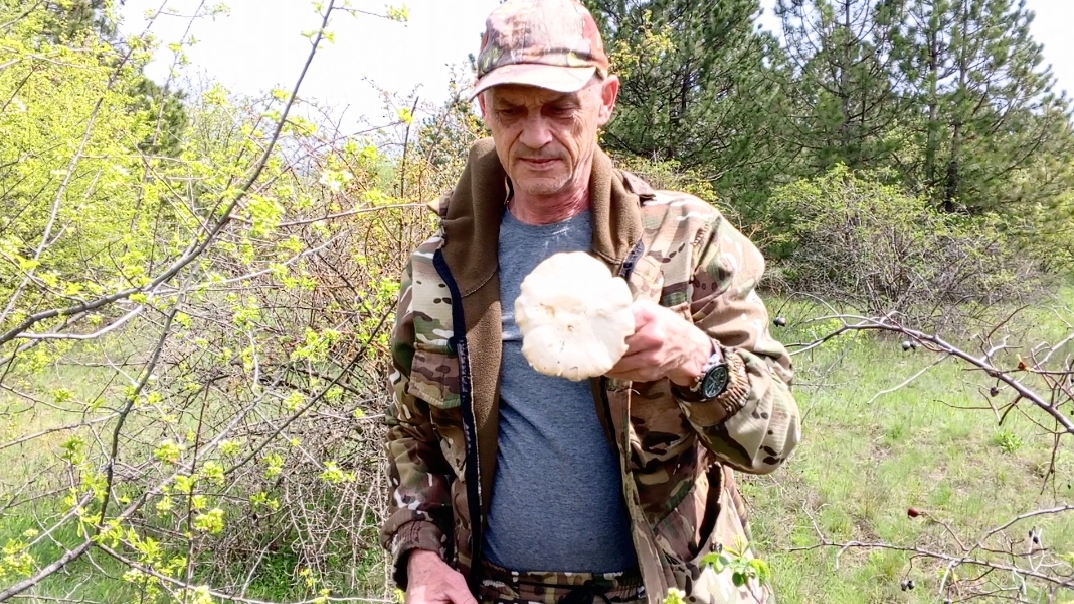 Как добываются грибы