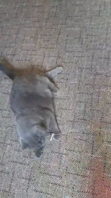 Стихи с котом,про утку и слона.