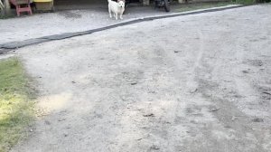 Конюшня на Бали