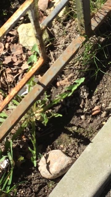 Санкт-Петербург. Проспект Энгелса. 17.04.2026. Цветы у дома. Эпизод 7