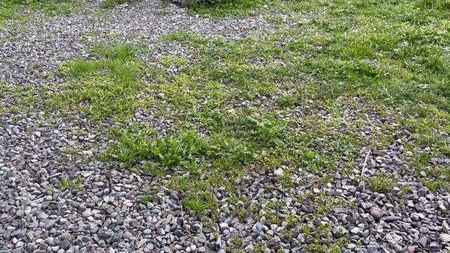 Как собаки радуются, когда их выпускают из вольера