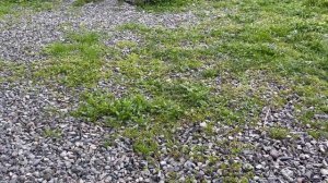 Как собаки радуются, когда их выпускают из вольера