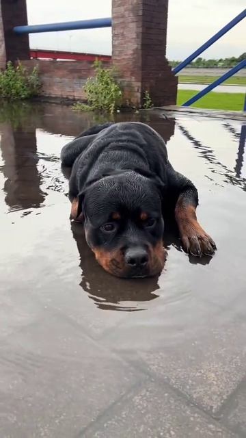 эти забавные животные