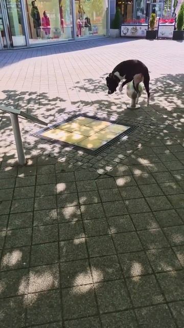 Звуки счастья