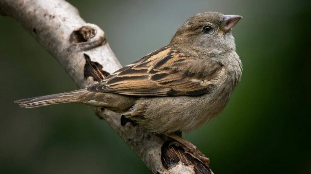 Колыбельная сказка про воробья