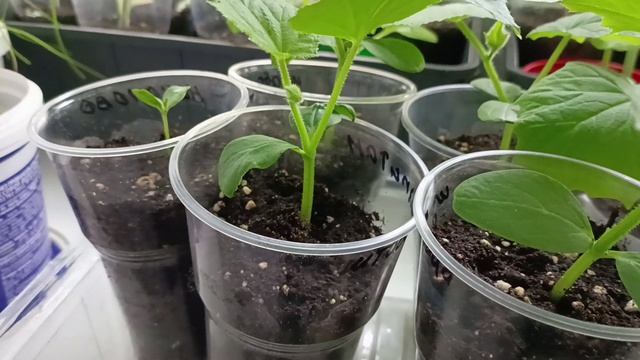 Пересадила рассаду огурцов, предназначенную для раннего урожая, в стаканчики