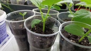 Пересадила рассаду огурцов, предназначенную для раннего урожая, в стаканчики