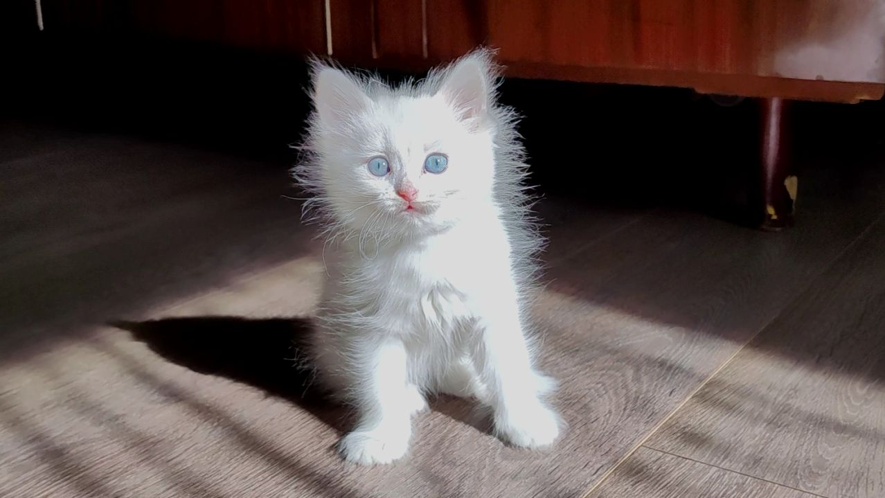 Кошка Лиза заботится о своих котятах. Koshki, Kotyata, Cats, Kittens