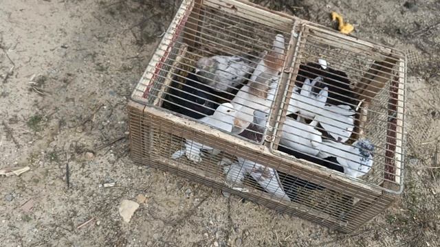 Ярмарка голубей в Петров Вале 18.04.2026 г